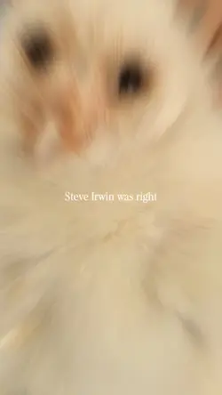 Steve Irwin was owl