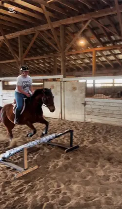Zebra jump 🦓🦓🦓