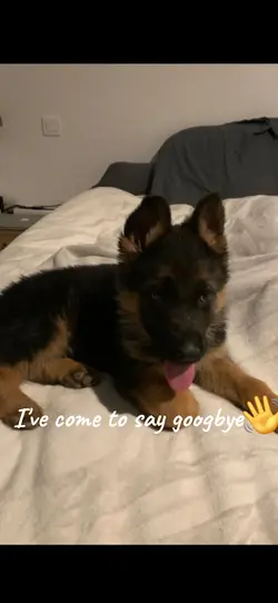 pet dead