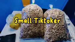 Small Tiktoker 