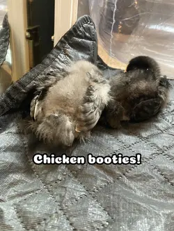 Chicken butt!