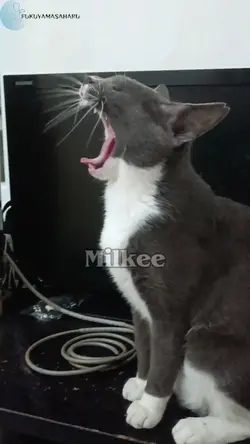 EKSPRESI KUCING