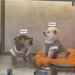 Fighting Puppies