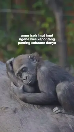 umur iseh imut