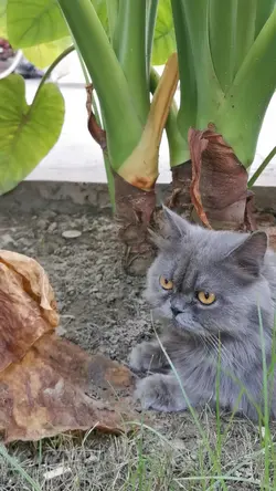 Cute Persian Cat 