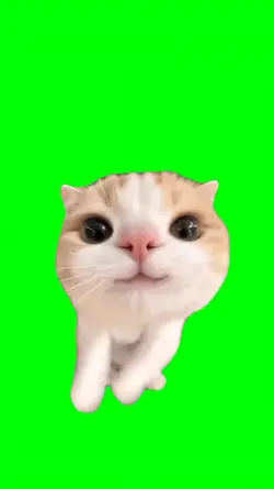 CAT DANCE