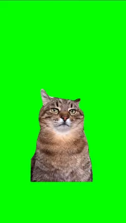 Cat is thinking