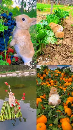 Cute Bunny