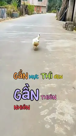 GẦN MỰC THÌ ĐEN…