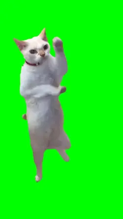 Cat Dancing