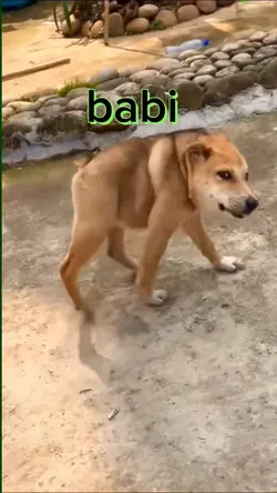 ini apa