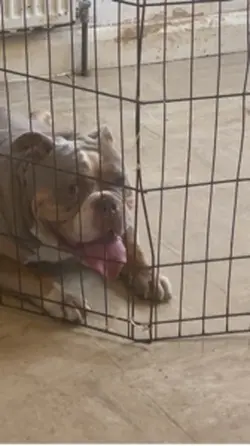 Doggy Dog