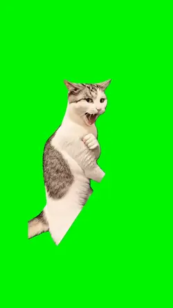 karate cat
