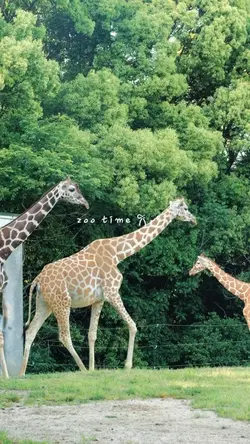 Zoo vlog