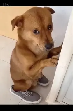 drummer dog