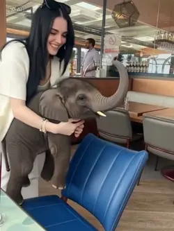 Baby Elephant AI 