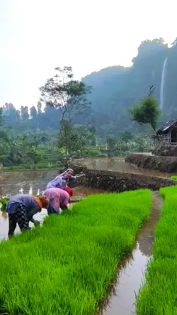 Suasana desa
