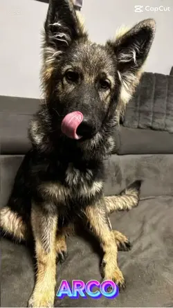 Hund love