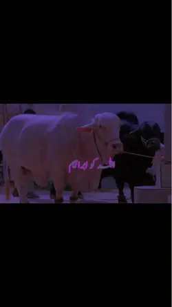 Qurbani 