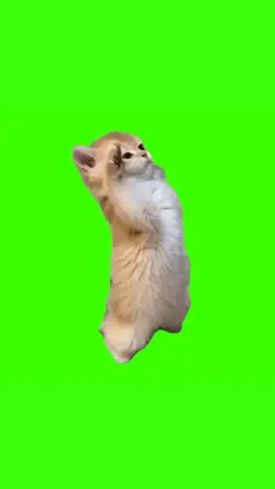 cat trending meme