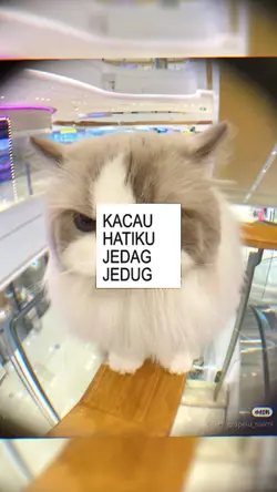 MEJIKUHIBINIU TREND?