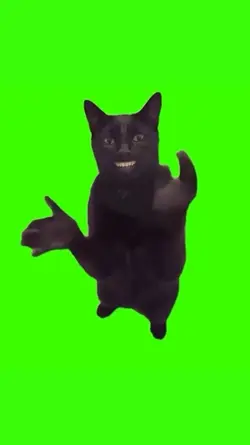 black cat meme