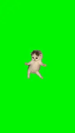 Cats dancing 