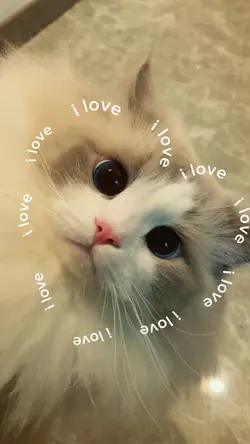i love cat