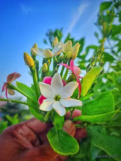  হালকা হাওযার মতো