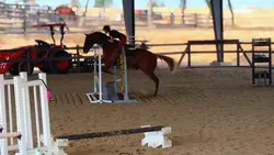 🙈🥕🍊