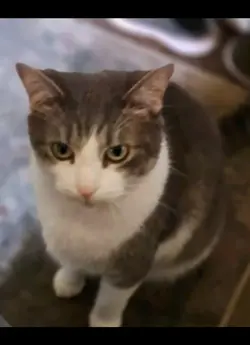 cute kitty