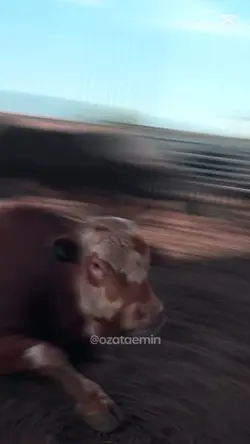 Kurban bayramı