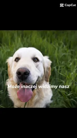 pieseł 