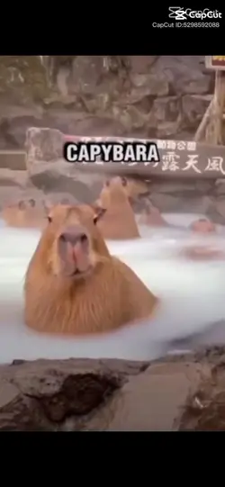 Capybara... !