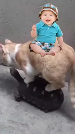 Naik Kucing Kura