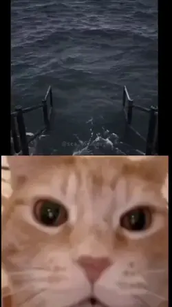 Cat Laugh Jorchi