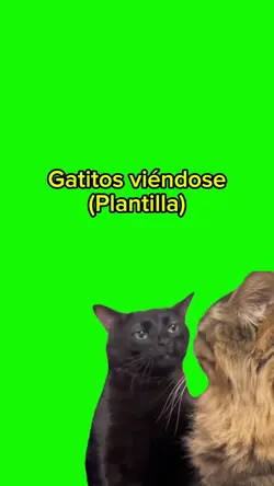 Gatitos viéndose