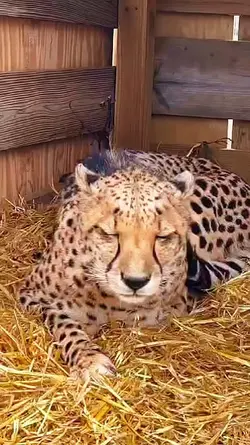 Cheetah