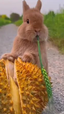 rabbit moment videos