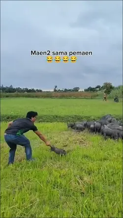 funny Animals 