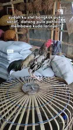 story ayam bangkok