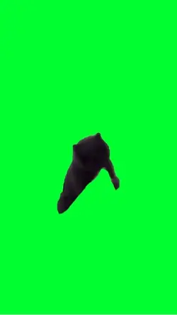 Chat noir mord