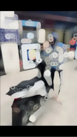 Trình chiếu hay