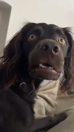 funny dog