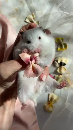 hamster lucu