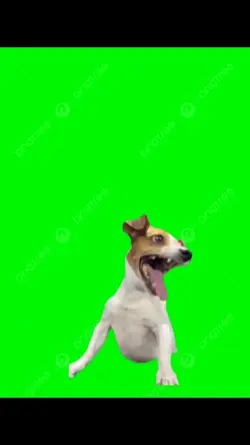 perros