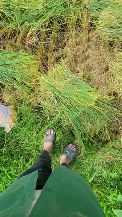 video góc rộng 0.5
