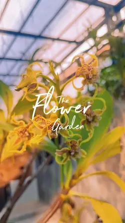 Orchid Garden Vlo