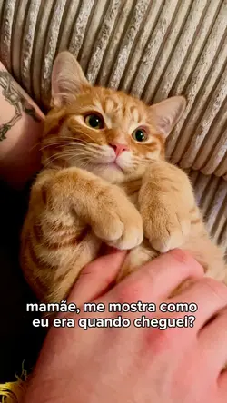 gato|evolução|pet