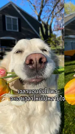 นอนเช้าครับ